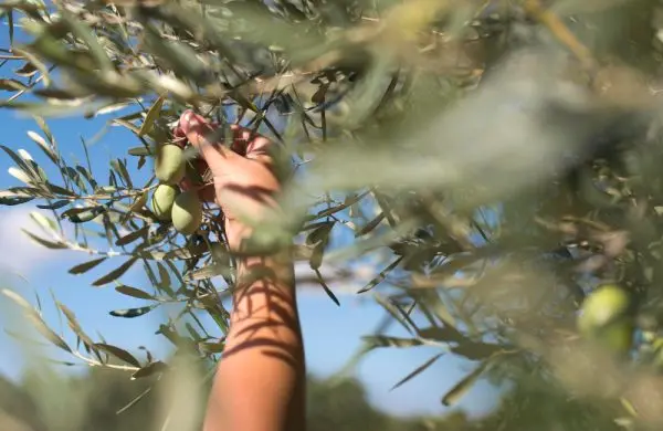 Aceite de oliva virgen extra